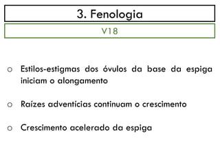 3. Fenologia
o Estilos-estigmas dos óvulos da base da espiga
iniciam o alongamento
o Raízes adventícias continuam o crescimento
o Crescimento acelerado da espiga
V18
 