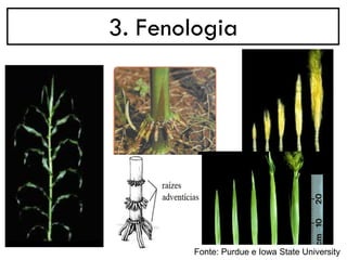 3. Fenologia
Fonte: Purdue e Iowa State University
 