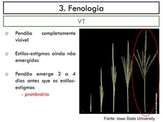 3. Fenologia
o Pendão completamente
visível
o Estilos-estigmas ainda não
emergidos
o Pendão emerge 2 a 4
dias antes que os estilos-
estigmas
- protândria
VT
Fonte: Iowa State University
 