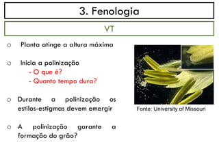 3. Fenologia
o Planta atinge a altura máxima
o Inicia a polinização
- O que é?
- Quanto tempo dura?
o Durante a polinização os
estilos-estigmas devem emergir
o A polinização garante a
formação do grão?
VT
Fonte: University of Missouri
 
