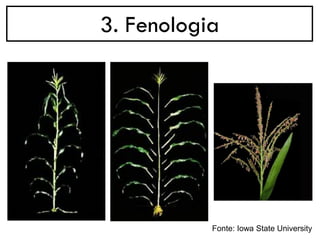 3. Fenologia
Fonte: Iowa State University
 