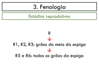 3. Fenologia
→
Estádios reprodutivos
R
R1, R2, R3: grãos do meio da espiga
→
R5 e R6: todos os grãos da espiga
 