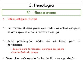 3. Fenologia
o Estilos-estigmas visíveis
o Em média: 3 dias para que todos os estilos-estigmas
sejam expostos e polinizados na espiga
o Após polinização: média de 24 horas para a
fertilização
- demora para fertilização: extensão do cabelo
- interferência do tempo
o Determina o número de óvulos fertilizados - produção
R1 - florescimento
 
