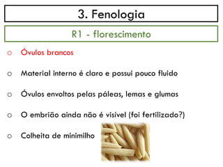 3. Fenologia
o Óvulos brancos
o Material interno é claro e possui pouco fluido
o Óvulos envoltos pelas páleas, lemas e glumas
o O embrião ainda não é visível (foi fertilizado?)
o Colheita de minimilho
R1 - florescimento
 