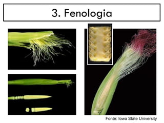 3. Fenologia
Fonte: Iowa State University
 