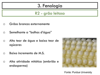 3. Fenologia
o Grãos brancos externamente
o Semelhante a “bolhas d’água”
o Alto teor de água e baixo teor de
açúcares
o Baixo incremento de M.S.
o Alta atividade mitótica (embrião e
endosperma)
R2 - grão leitoso
Fonte: Purdue University
 
