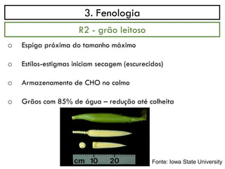 3. Fenologia
o Espiga próxima do tamanho máximo
o Estilos-estigmas iniciam secagem (escurecidos)
o Armazenamento de CHO no colmo
o Grãos com 85% de água – redução até colheita
R2 - grão leitoso
Fonte: Iowa State University
 
