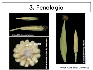 3. Fenologia
Fonte: Iowa State University
 