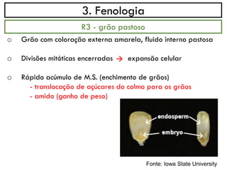 3. Fenologia
o Grão com coloração externa amarela, fluido interno pastosa
o Divisões mitóticas encerradas expansão celular
o Rápido acúmulo de M.S. (enchimento de grãos)
- translocação de açúcares do colmo para os grãos
- amido (ganho de peso)
R3 - grão pastoso
→
Fonte: Iowa State University
 