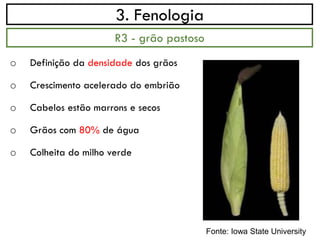 3. Fenologia
o Definição da densidade dos grãos
o Crescimento acelerado do embrião
o Cabelos estão marrons e secos
o Grãos com 80% de água
o Colheita do milho verde
R3 - grão pastoso
Fonte: Iowa State University
 