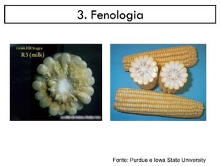 3. Fenologia
Fonte: Purdue e Iowa State University
 