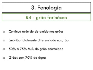 3. Fenologia
o Continuo acúmulo de amido nos grãos
o Embrião totalmente diferenciado no grão
o 50% a 75% M.S. do grão acumulada
o Grãos com 70% de água
R4 - grão farináceo
 