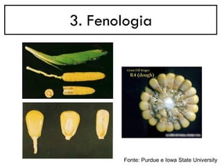 3. Fenologia
Fonte: Purdue e Iowa State University
 