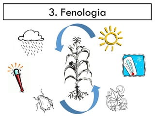 3. Fenologia
 
