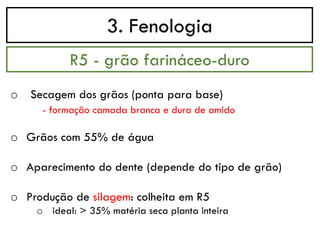 3. Fenologia
o Secagem dos grãos (ponta para base)
- formação camada branca e dura de amido
o Grãos com 55% de água
o Aparecimento do dente (depende do tipo de grão)
o Produção de silagem: colheita em R5
o ideal: > 35% matéria seca planta inteira
R5 - grão farináceo-duro
 