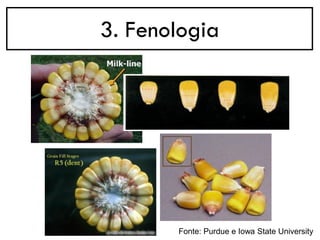 3. Fenologia
Fonte: Purdue e Iowa State University
 