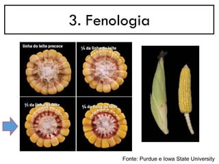 3. Fenologia
Fonte: Purdue e Iowa State University
 