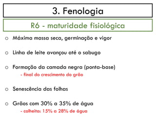 3. Fenologia
o Máxima massa seca, germinação e vigor
o Linha de leite avançou até o sabugo
o Formação da camada negra (ponta-base)
- final do crescimento do grão
o Senescência das folhas
o Grãos com 30% a 35% de água
- colheita: 15% a 28% de água
R6 - maturidade fisiológica
 