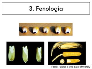 3. Fenologia
Fonte: Purdue e Iowa State University
 