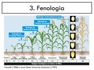 3. Fenologia
Fancelli (1986) e Iowa State University Extension (1993)
 