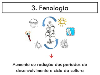 3. Fenologia
→
Aumento ou redução dos períodos de
desenvolvimento e ciclo da cultura
 
