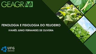 IVANÊS JUNIO FERNANDES DE OLIVEIRA
FENOLOGIA E FISIOLOGIA DO FEIJOEIRO
 
