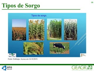 Tipos de Sorgo
10
Fonte: Embrapa. Acesso em 16/10/2019.
 