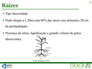  Tipo fasciculada;
 Pode chegar a 1,30m com 80% das raízes nos primeiros 30 cm
de profundidade;
 Presença de sílica, lignificação e grande volume de pelos
absorventes.
Raízes
11
Fonte: Embrapa, 2019.
 