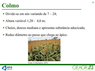  Divide-se em nós variando de 7 – 24;
 Altura variável 1,20 - 4,0 m;
 Cheios, dureza mediana e apresenta substância adocicada;
 Reduz diâmetro ao passo que chega ao ápice.
Colmo
12
Fonte: S. Biomatrix, 2019.
 