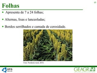  Apresenta de 7 a 24 folhas;
 Alternas, lisas e lanceoladas;
 Bordos serrilhados e camada de cerosidade.
Folhas
13
Foto: Nordeste rural, 2018.
 
