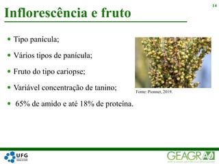 Tipo panícula;
 Vários tipos de panícula;
 Fruto do tipo cariopse;
 Variável concentração de tanino;
 65% de amido e até 18% de proteína.
Inflorescência e fruto
14
Fonte: Pionner, 2019.
 