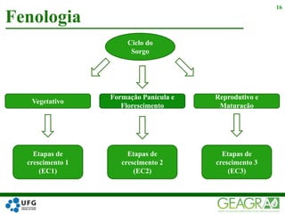 Fenologia
16
Formação Panícula e
Florescimento
Reprodutivo e
Maturação
Vegetativo
Etapas de
crescimento 1
(EC1)
Etapas de
crescimento 3
(EC3)
Etapas de
crescimento 2
(EC2)
Ciclo do
Sorgo
 