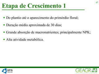  Do plantio até o aparecimento do primórdio floral;
 Duração média aproximada de 30 dias;
 Grande absorção de macronutrientes; principalmente NPK;
 Alta atividade metabólica.
Etapa de Crescimento 1
17
 