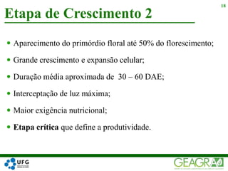  Aparecimento do primórdio floral até 50% do florescimento;
 Grande crescimento e expansão celular;
 Duração média aproximada de 30 – 60 DAE;
 Interceptação de luz máxima;
 Maior exigência nutricional;
 Etapa crítica que define a produtividade.
Etapa de Crescimento 2
18
 