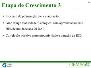  Processo de polinização até a maturação;
 Grão atinge maturidade fisiológica com aproximadamente
30% de umidade aos 90 DAE;
 Correlação positiva entre produtividade e duração da EC3.
Etapa de Crescimento 3
19
 