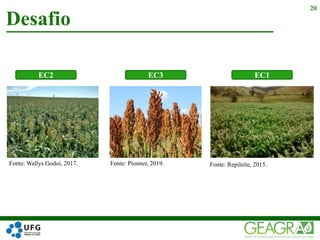 Desafio
20
Fonte: Wallys Godoi, 2017. Fonte: Pionner, 2019. Fonte: Repileite, 2015.
EC2 EC1EC3
 