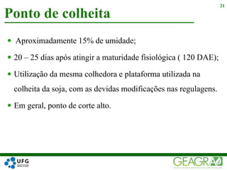  Aproximadamente 15% de umidade;
 20 – 25 dias após atingir a maturidade fisiológica ( 120 DAE);
 Utilização da mesma colhedora e plataforma utilizada na
colheita da soja, com as devidas modificações nas regulagens.
 Em geral, ponto de corte alto.
Ponto de colheita
21
 