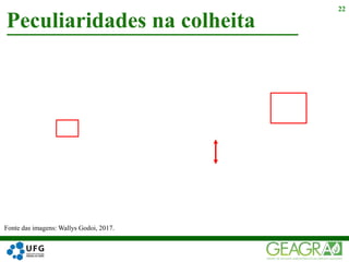 Peculiaridades na colheita
22
Fonte das imagens: Wallys Godoi, 2017.
 
