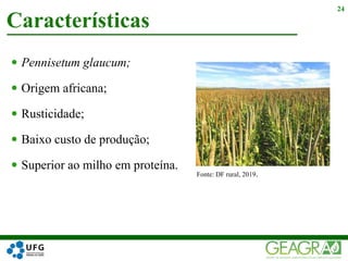  Pennisetum glaucum;
 Origem africana;
 Rusticidade;
 Baixo custo de produção;
 Superior ao milho em proteína.
Características
24
Fonte: DF rural, 2019.
 
