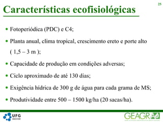  Fotoperiódica (PDC) e C4;
 Planta anual, clima tropical, crescimento ereto e porte alto
( 1,5 – 3 m );
 Capacidade de produção em condições adversas;
 Ciclo aproximado de até 130 dias;
 Exigência hídrica de 300 g de água para cada grama de MS;
 Produtividade entre 500 – 1500 kg/ha (20 sacas/ha).
Características ecofisiológicas
25
 