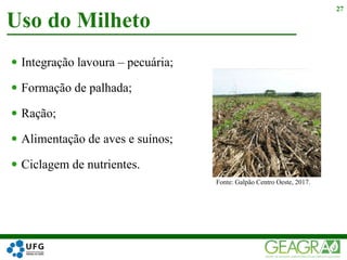  Integração lavoura – pecuária;
 Formação de palhada;
 Ração;
 Alimentação de aves e suínos;
 Ciclagem de nutrientes.
Uso do Milheto
27
Fonte: Galpão Centro Oeste, 2017.
 