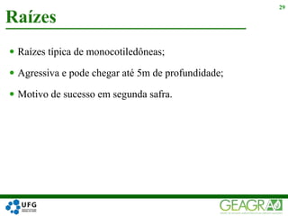  Raízes típica de monocotiledôneas;
 Agressiva e pode chegar até 5m de profundidade;
 Motivo de sucesso em segunda safra.
Raízes
29
 