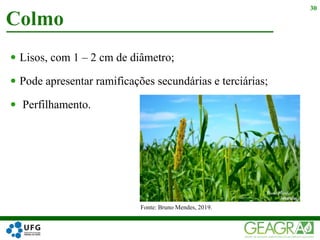  Lisos, com 1 – 2 cm de diâmetro;
 Pode apresentar ramificações secundárias e terciárias;
 Perfilhamento.
Colmo
30
Fonte: Bruno Mendes, 2019.
 