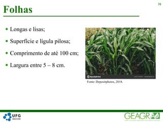  Longas e lisas;
 Superfície e lígula pilosa;
 Comprimento de até 100 cm;
 Largura entre 5 – 8 cm.
Folhas
31
Fonte: Depositphotos, 2018.
 