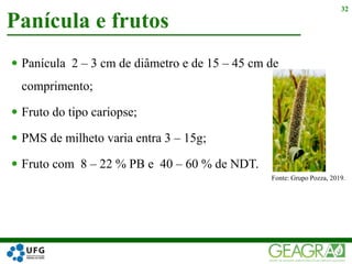  Panícula 2 – 3 cm de diâmetro e de 15 – 45 cm de
comprimento;
 Fruto do tipo cariopse;
 PMS de milheto varia entra 3 – 15g;
 Fruto com 8 – 22 % PB e 40 – 60 % de NDT.
Panícula e frutos
32
Fonte: Grupo Pozza, 2019.
 