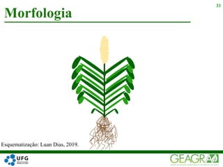 Morfologia
33
Esquematização: Luan Dias, 2019.
 