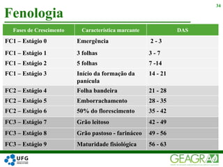 Fenologia
34
Fases de Crescimento Característica marcante DAS
FC1 – Estágio 0 Emergência 2 - 3
FC1 – Estágio 1 3 folhas 3 - 7
FC1 – Estágio 2 5 folhas 7 -14
FC1 – Estágio 3 Início da formação da
panícula
14 - 21
FC2 – Estágio 4 Folha bandeira 21 - 28
FC2 – Estágio 5 Emborrachamento 28 - 35
FC2 – Estágio 6 50% do florescimento 35 - 42
FC3 – Estágio 7 Grão leitoso 42 - 49
FC3 – Estágio 8 Grão pastoso - farináceo 49 - 56
FC3 – Estágio 9 Maturidade fisiológica 56 - 63
 