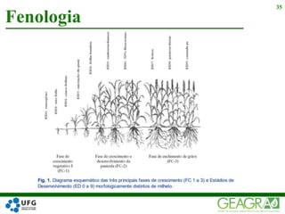 Fenologia
35
 