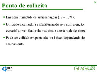  Em geral, umidade de armazenagem (12 – 13%);
 Utilizado a colhedora e plataforma de soja com atenção
especial ao ventilador da máquina e abertura de descarga;
 Pode ser colhido em porte alto ou baixo; dependendo do
acamamento.
Ponto de colheita
36
 