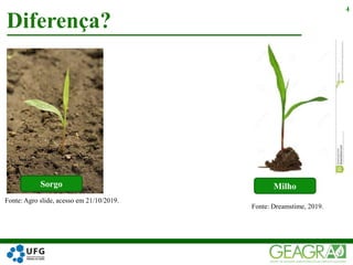  depositphotos
Diferença?
4
Fonte: Agro slide, acesso em 21/10/2019.
Fonte: Dreamstime, 2019.
Sorgo Milho
 